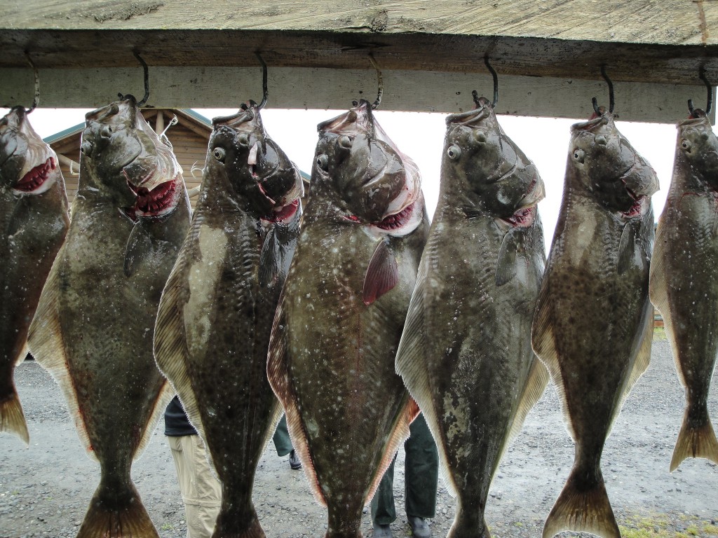 halibut fishing limits