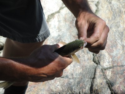 fishhook removal from trout